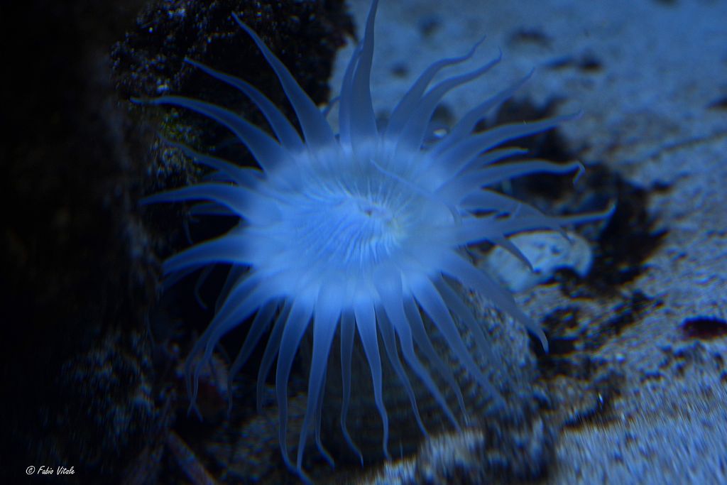 Attinia